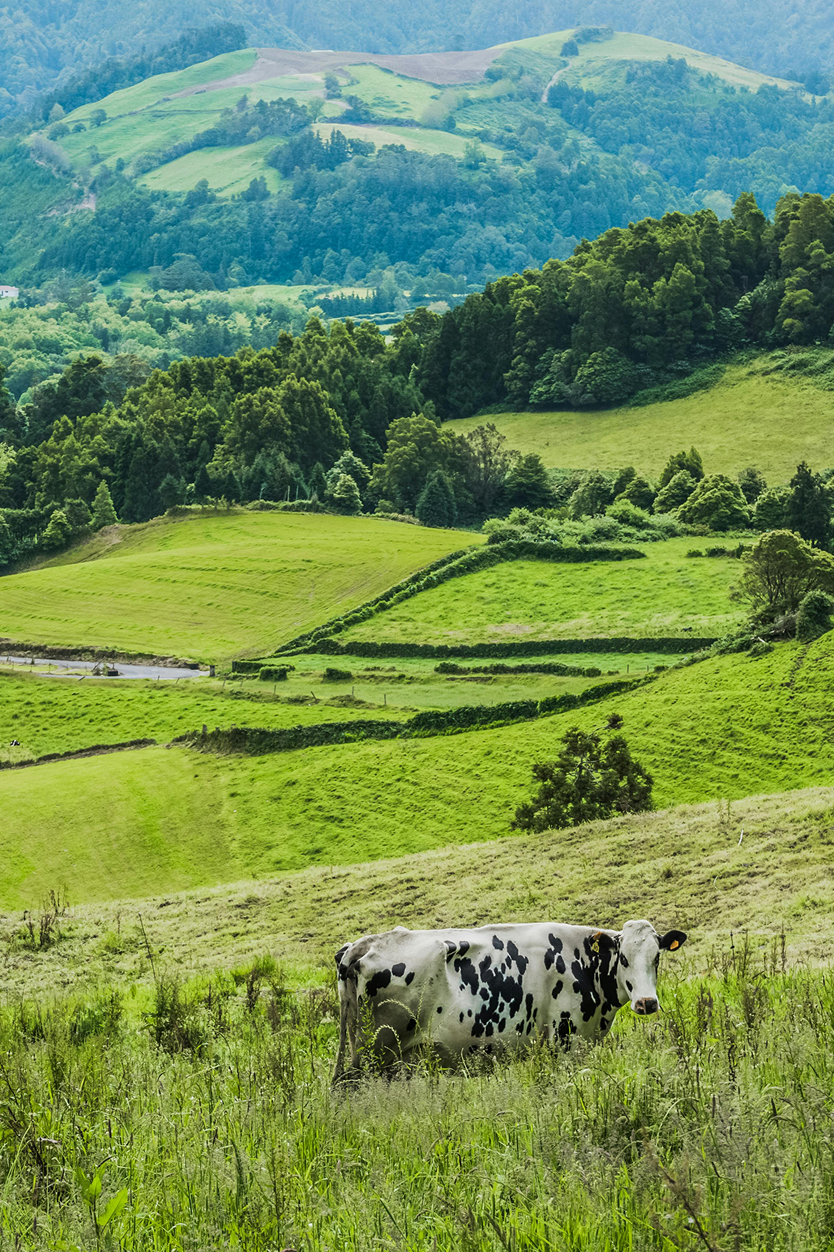 Nuestros maravillosos pastos